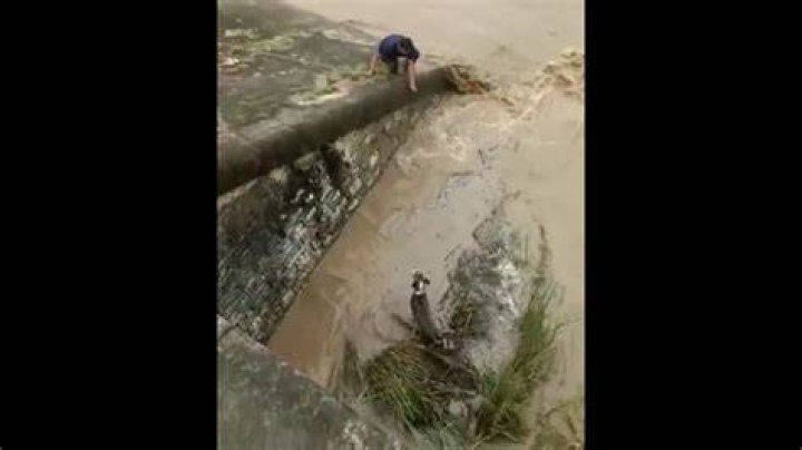 
Netizens melt as rescue dog holds new owner’s hand in heartwarming viral video 