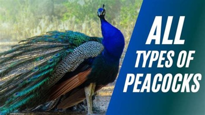 
Saint Peter’s Peacocks: How Old Is Clarence Rupert? His Parents And Wikipedia Details Explored 