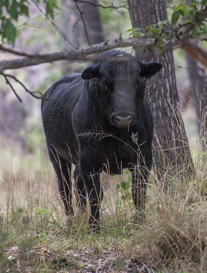 
Shooters to kill feral cows in New Mexico to help conserve wilderness 