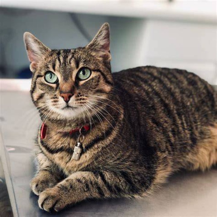  Tabby Cat